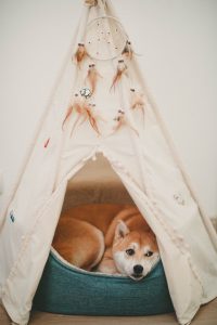 Dog in teepee dog bed