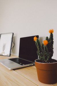 green plant next to laptop on desk