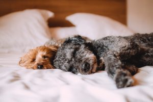 dogs sleeping on white bed